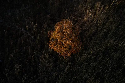solitary autumn tree amid dark grasses